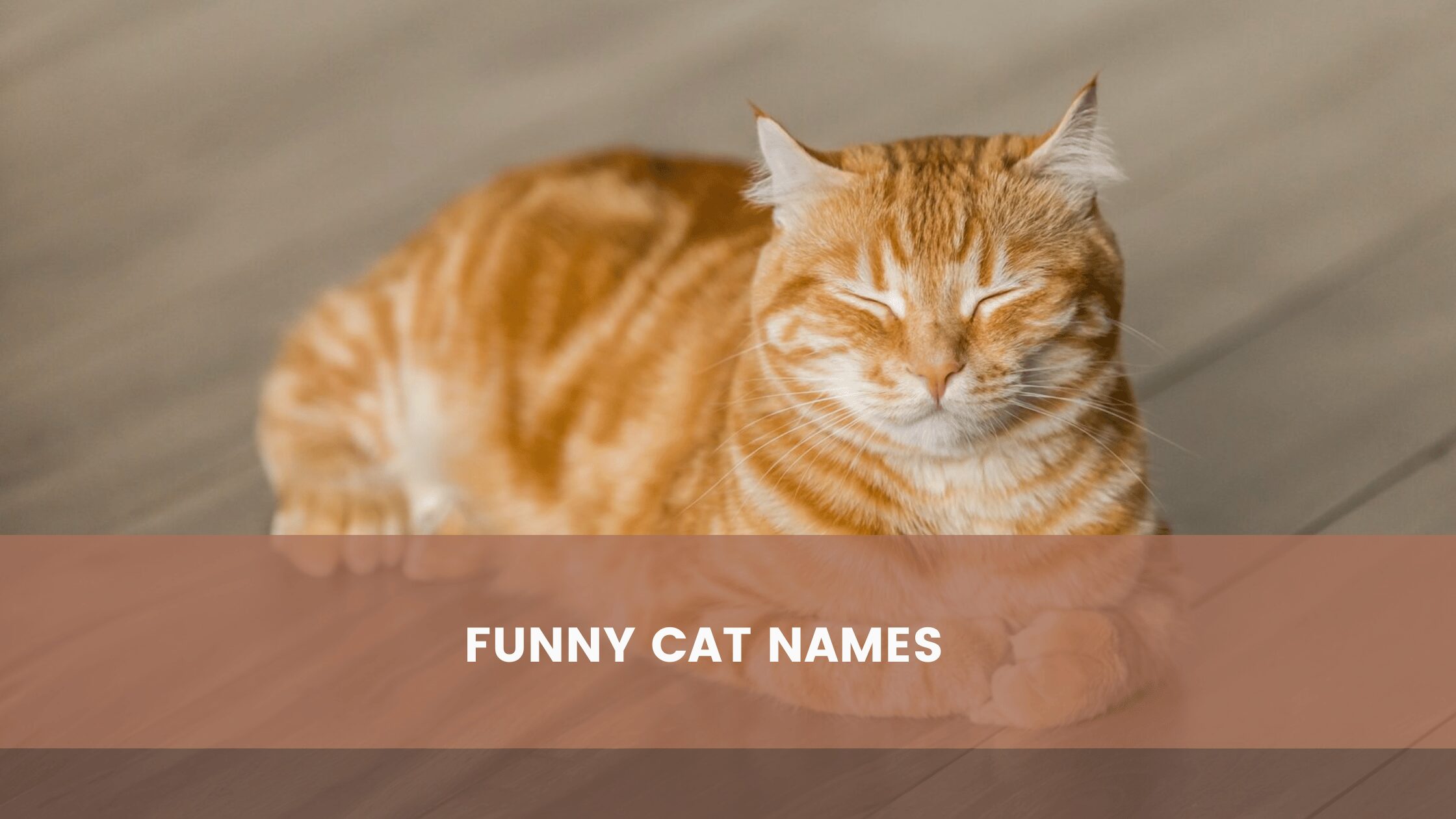 Funny Cat Names