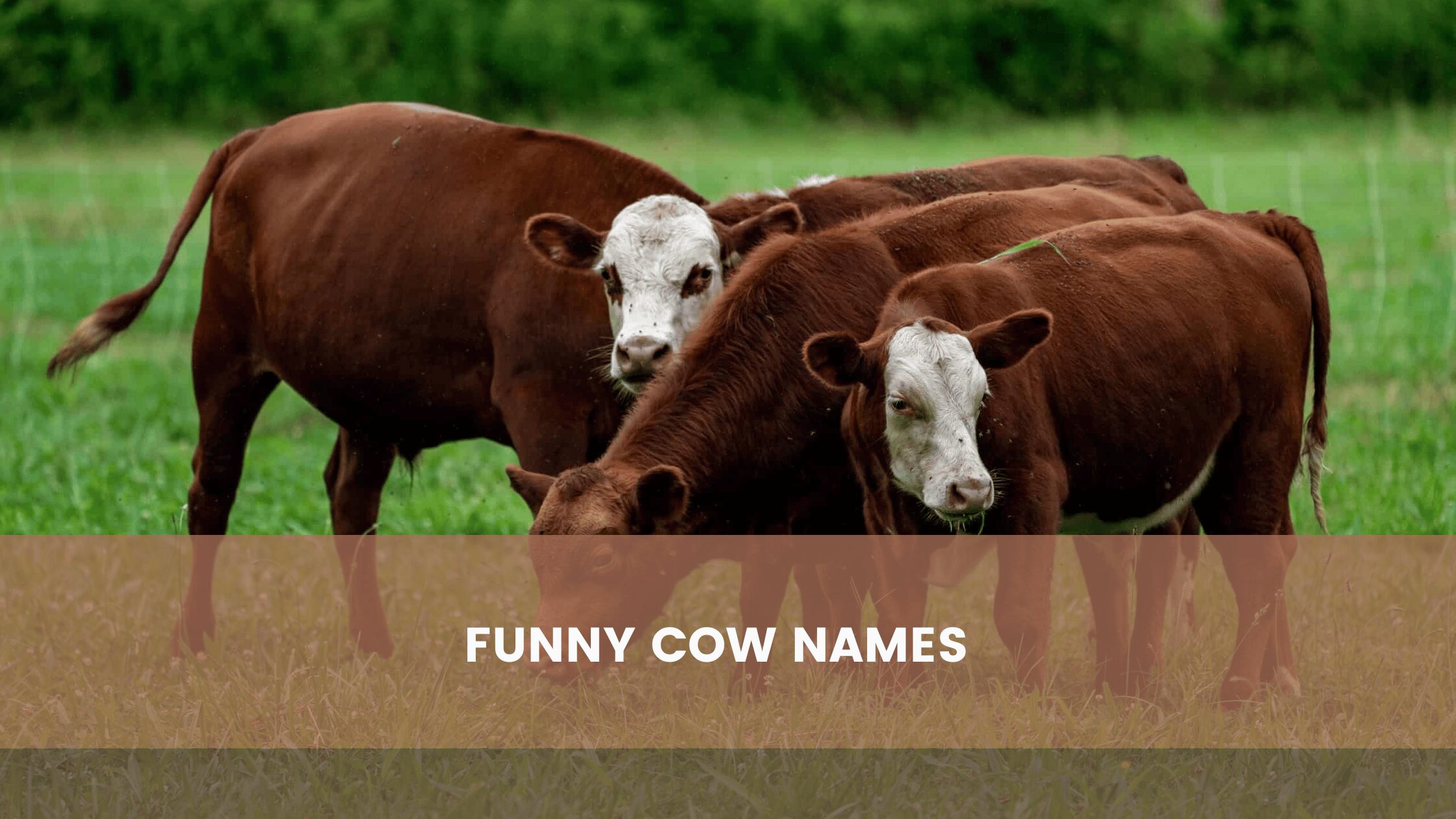 Funny Cow Names