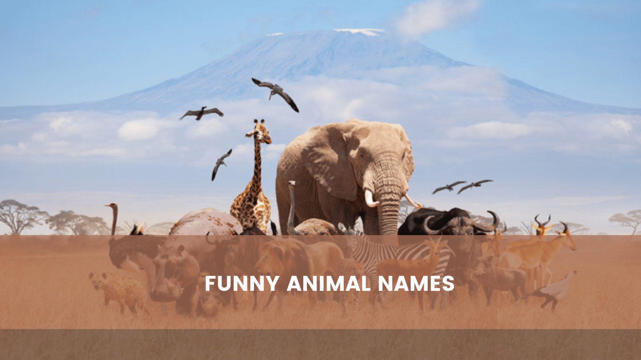 funny animal names